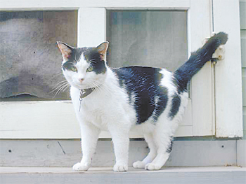 cat